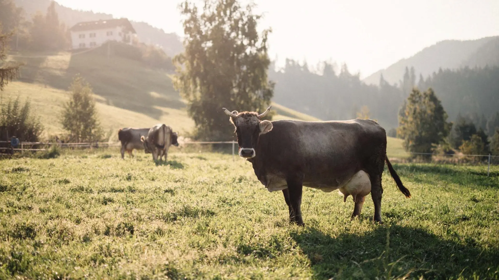 426 - Technical Partner of Mila Mila - Cow - milk - South Tyrol